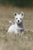 WESTIE 165